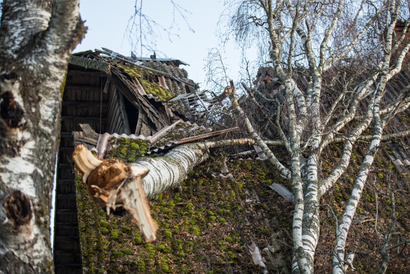 GALERII | Tormituulte tagajärjed: Setomaal kukkusid puud majade peale, esmaspäeva õhtul oli elektrita veel ligi 15 000 majapidamist