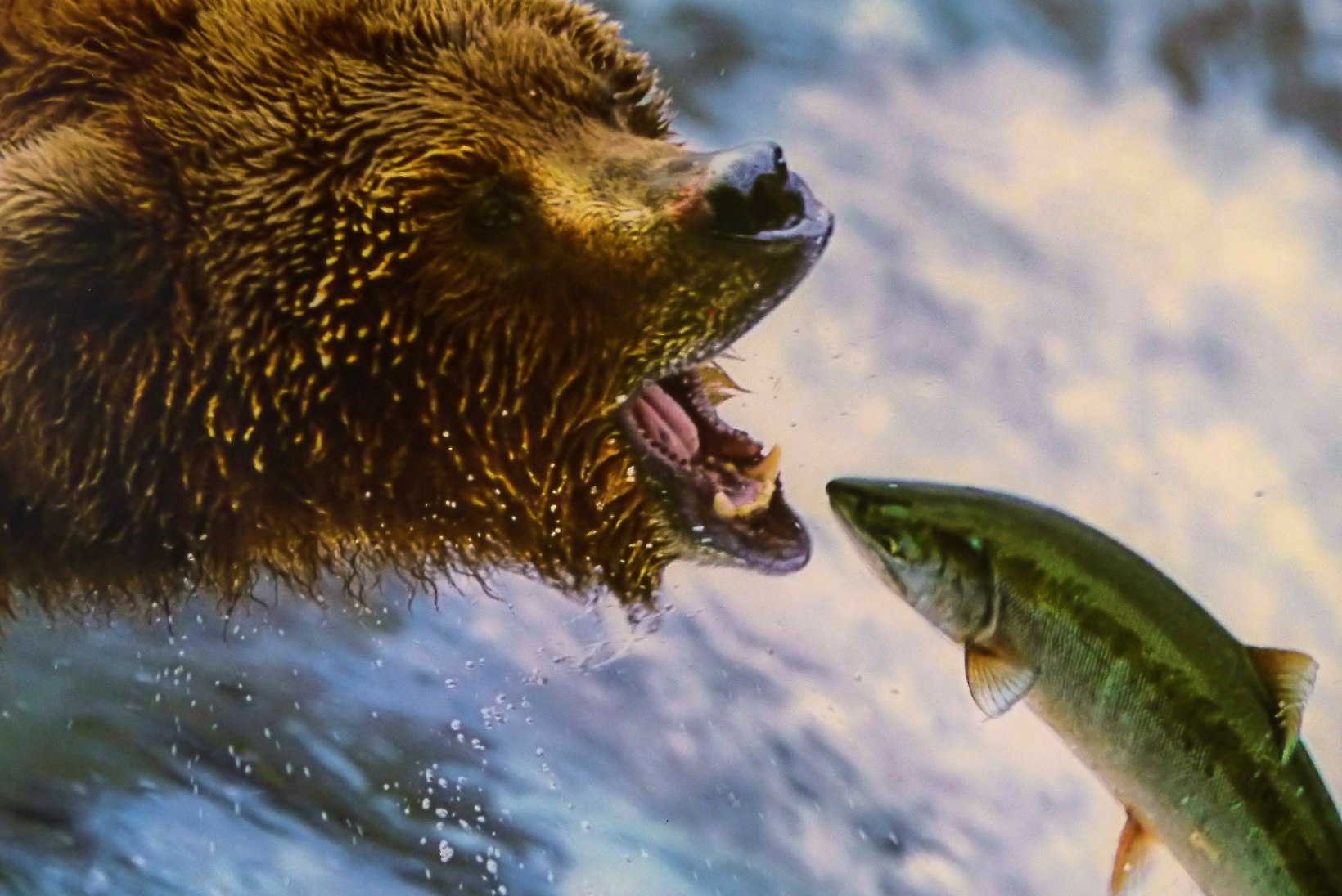 KLIIMA SOOJENEMINE: Kanada karud nälgivad, sest kala on üha vähem