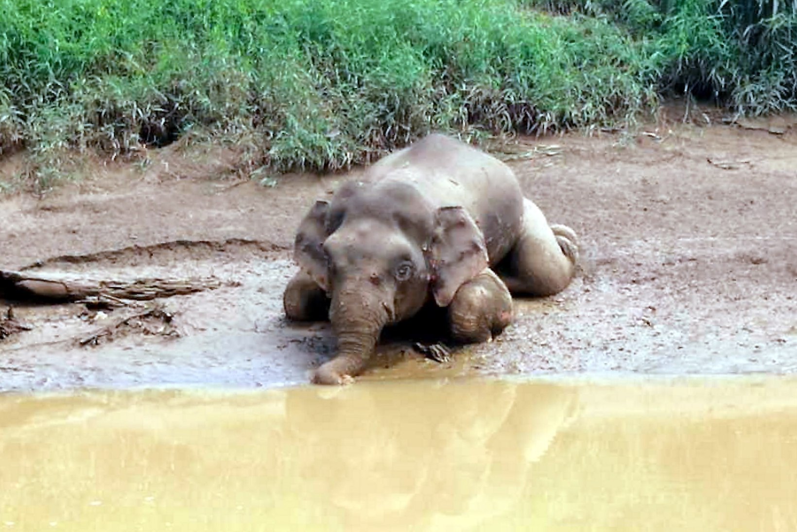 SALAKÜTTIDE OHVER: jõest leiti 70 kuulihaavaga haruldase pügmee-elevandi surnukeha