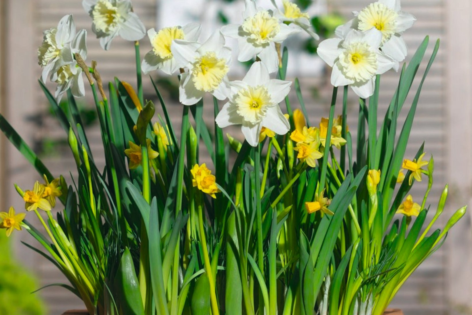 Kööginurk aias: pane kevadeks valmima lillesibulalasanje