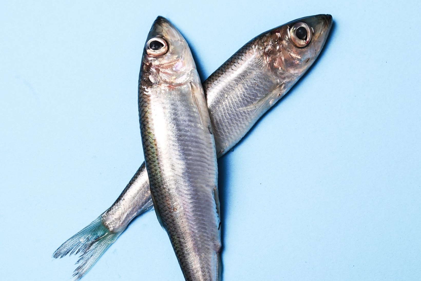 VÄÄRT NÕU | Listeeriahirm ehk kuidas osta kala?