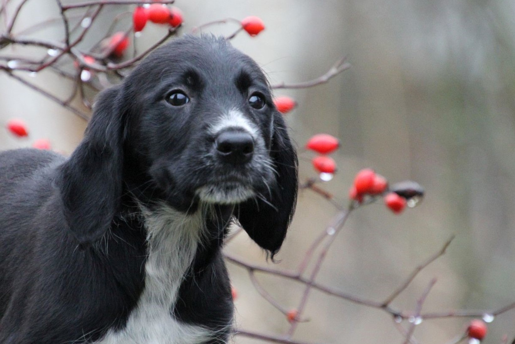 JÄRJEKORD VARJUPAIGA UKSE TAGA: metsast leitud väikestele koerakutsikatele pakutakse kodu igast suunast