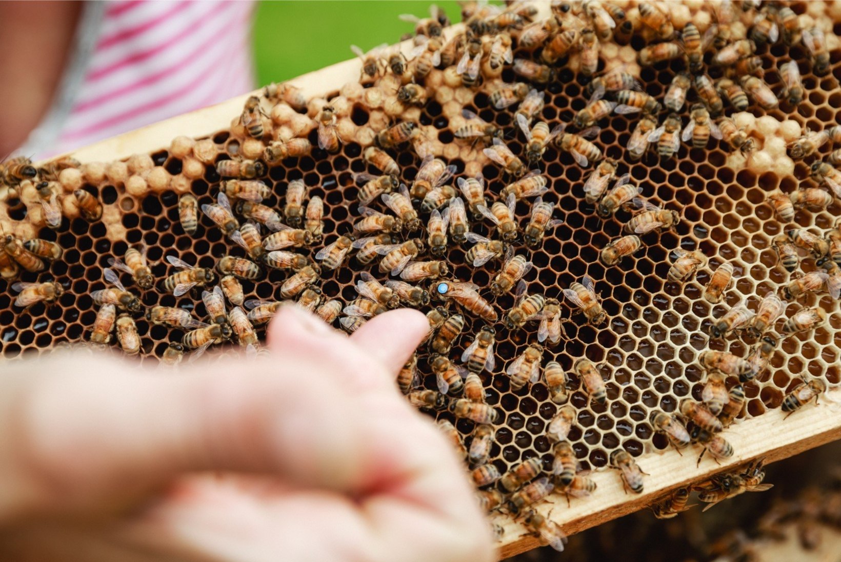 JÄRG ON MESILASTE KÄES: orjastatud mesimumme vägistatakse ja sandistatakse