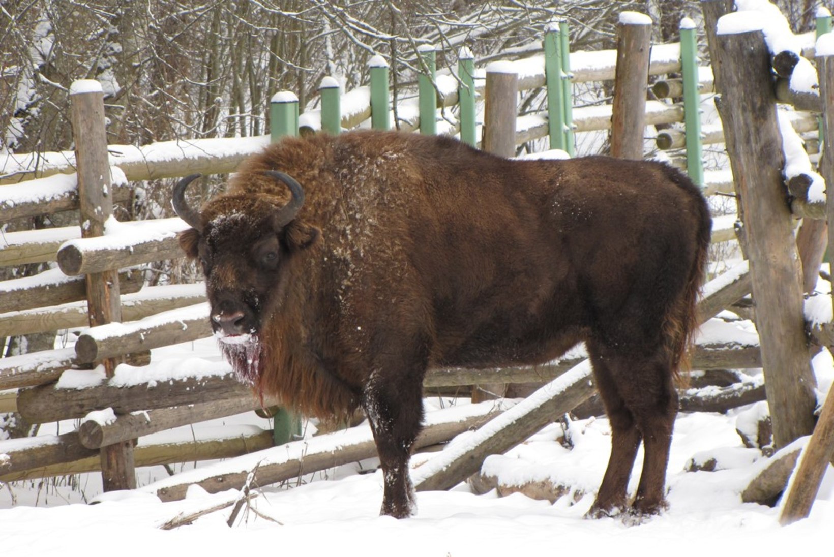 Elistvere loomapark on talvel väisamist väärt – külla ootab ka karu Karoliina!