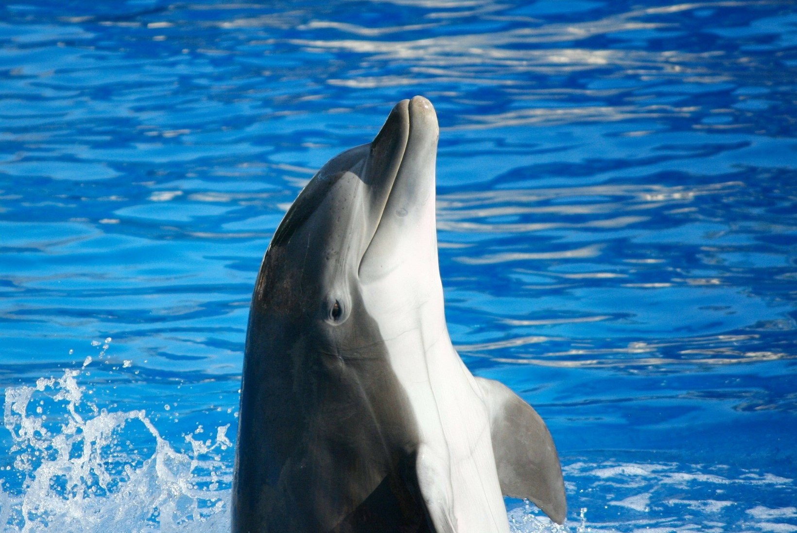 Kalauudised lühidalt: delfiinid elavad prügijões, kliimakriis ohustab kalade tulevikku