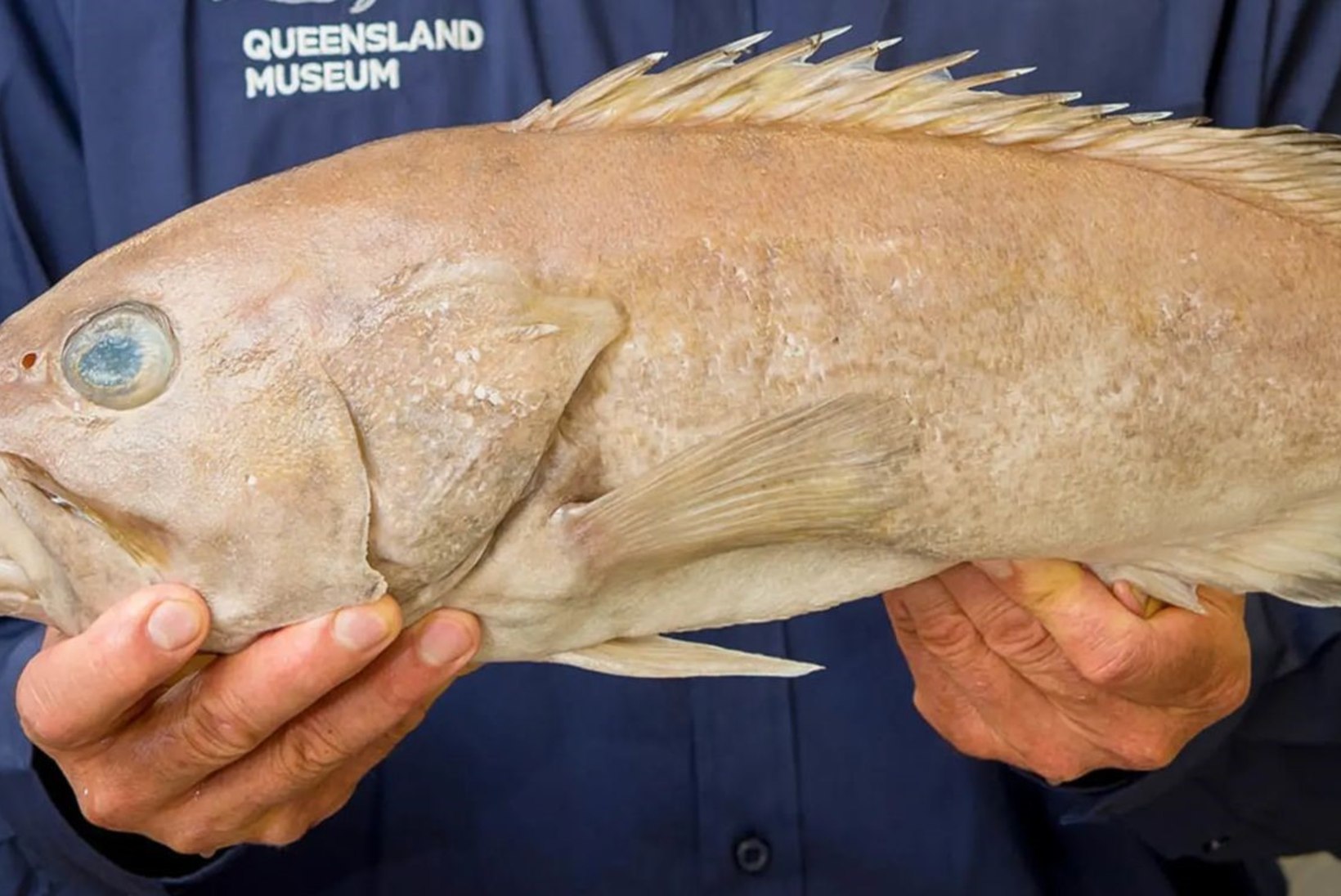 Austraallased on aastaid teadmatult söönud seni avastamata kalaliiki