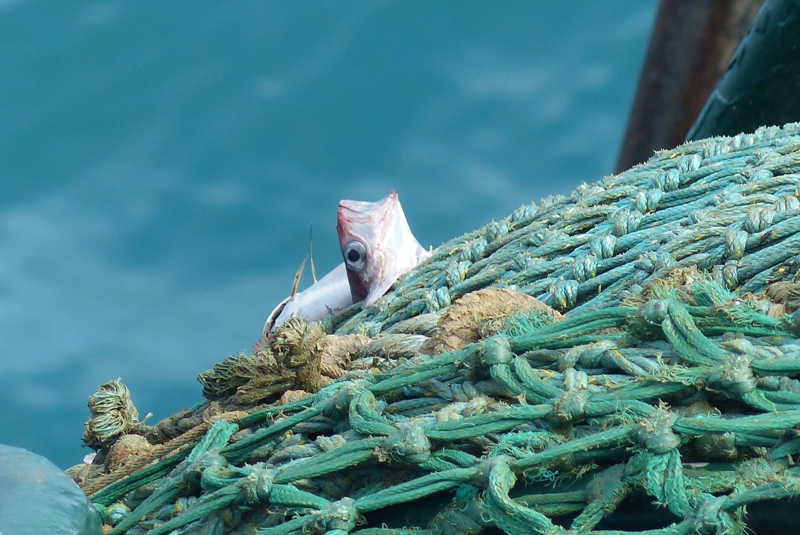 Teadlased: kilpkonni ja delfiine säästaks kalavõrkudest 21. sajandi lahendus