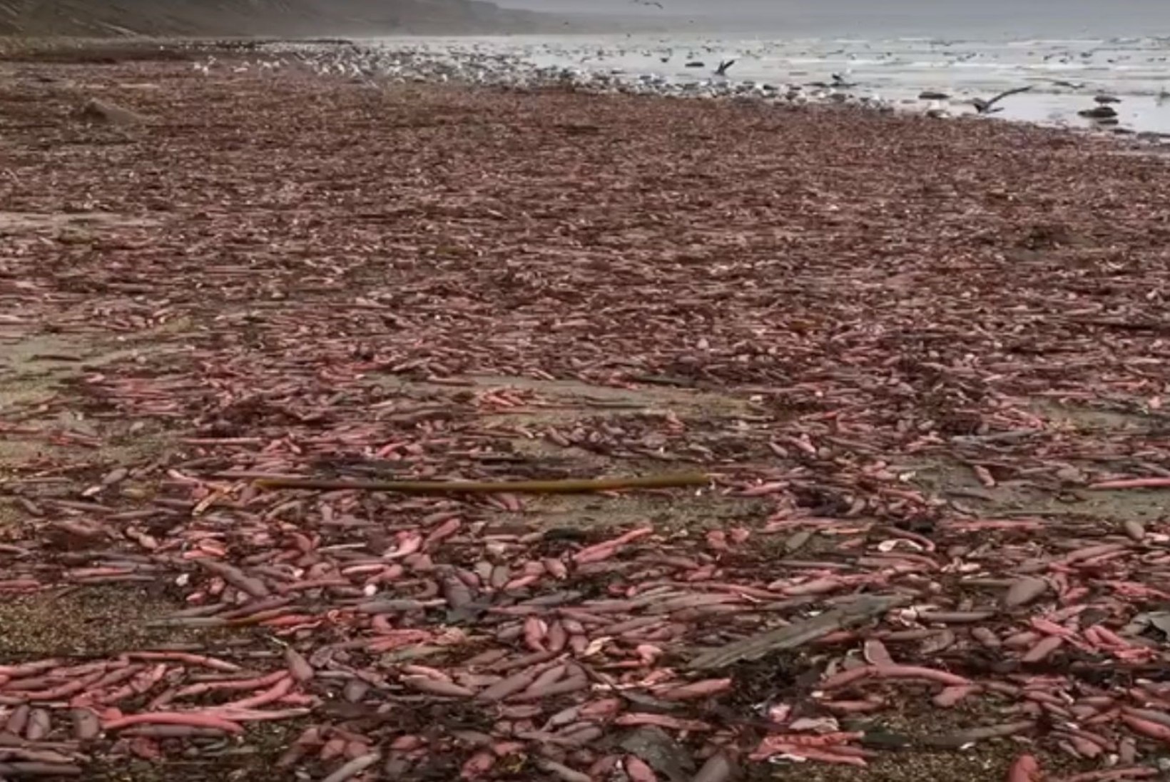 KIRJU ISSANDA LOOMAAED: Californias täitus rand tuhandete „peeniskaladega“