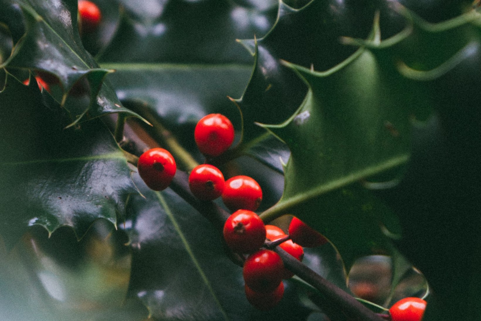 Igihaljas iileks – armastatud taim, mis loob jõulumeeleolu