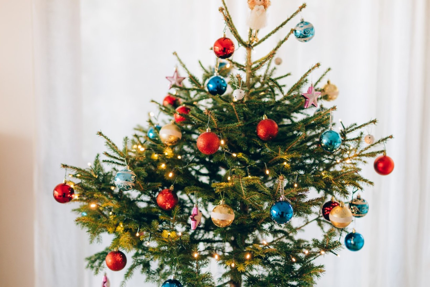 Mida teha pühad üle elanud potijõulupuuga?