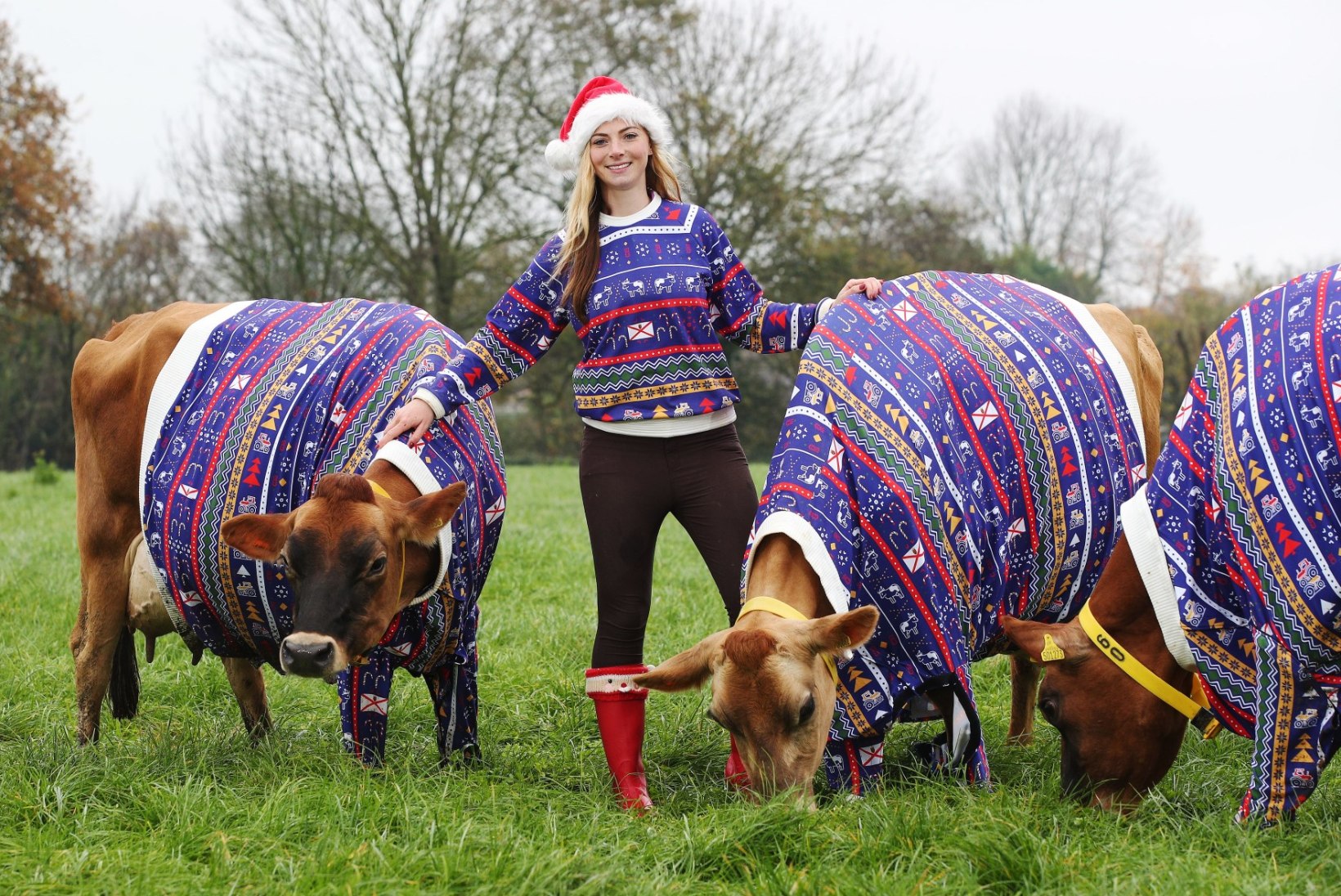PILTUUDIS | Jersey farmer lasi endale ja oma lehmadele teha ühesugused jõulukampsunid