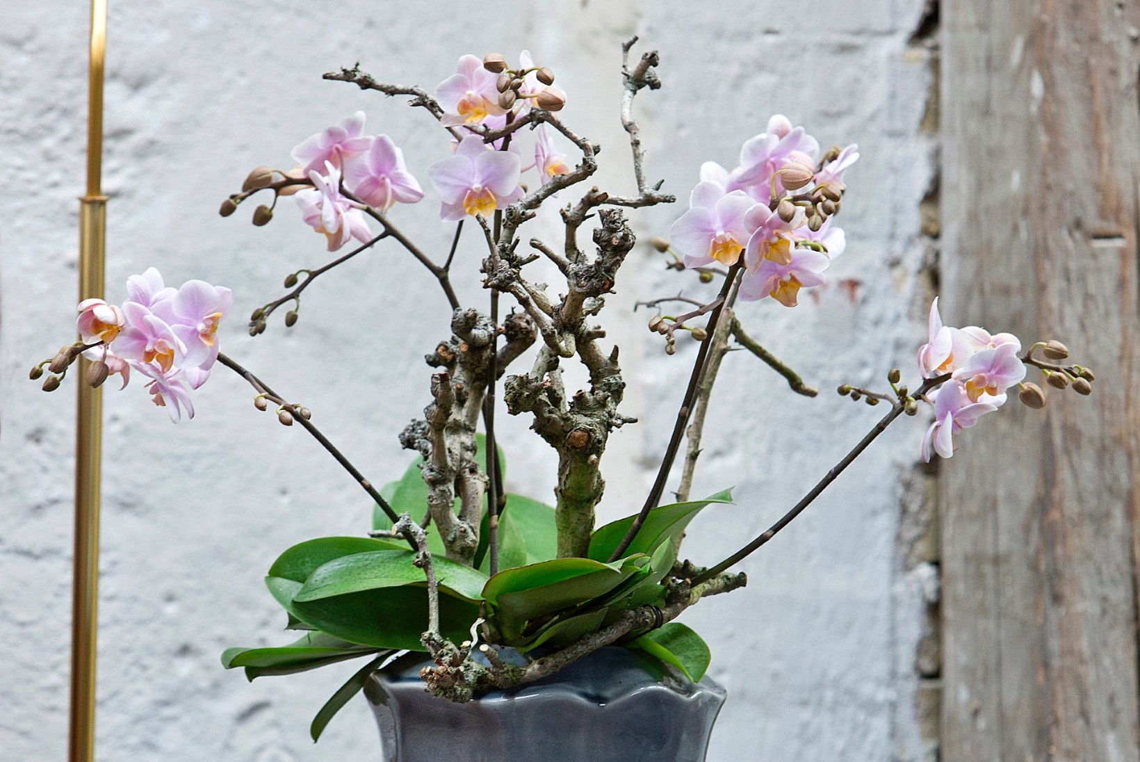 Salapärane orhidee: pirtsutajatest leplike õitsejateni