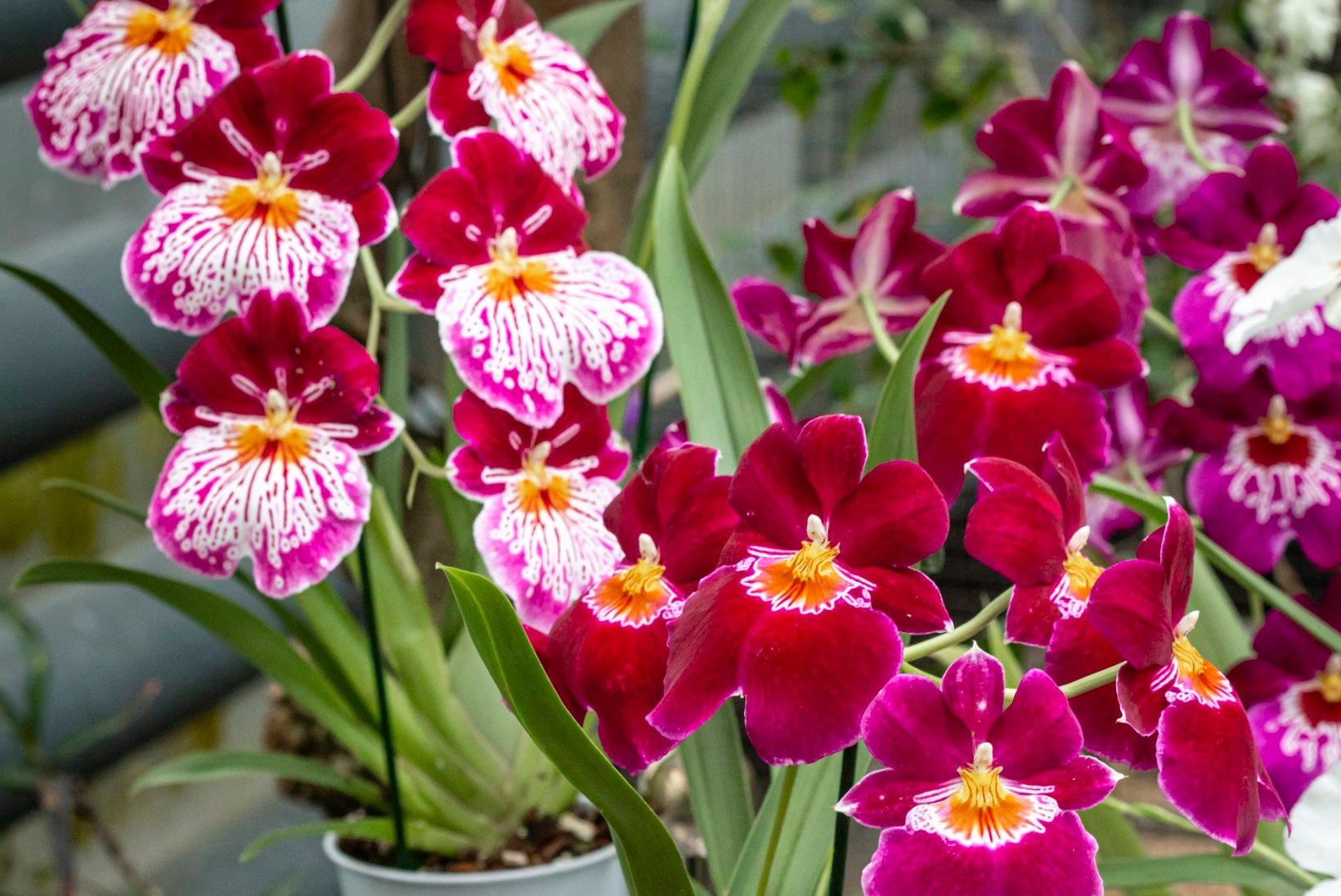Salapärane orhidee: pirtsutajatest leplike õitsejateni