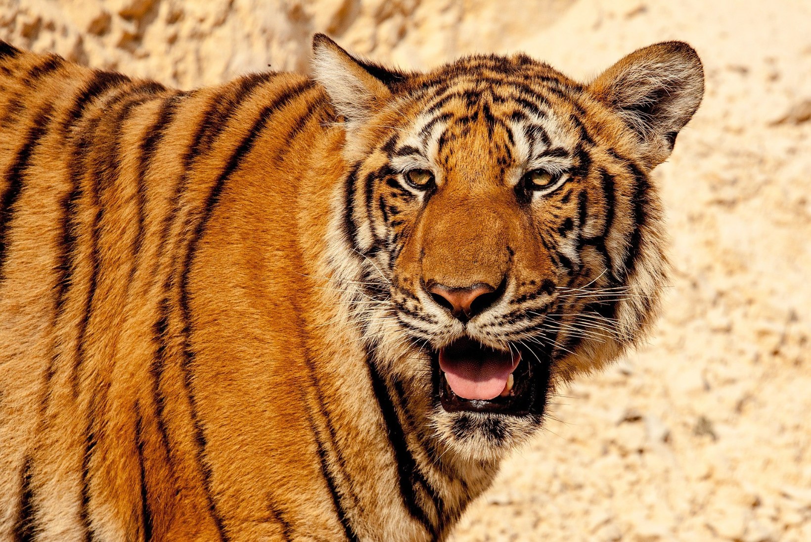Kanepisuitsetaja leidis mahajäetud majast tiigri