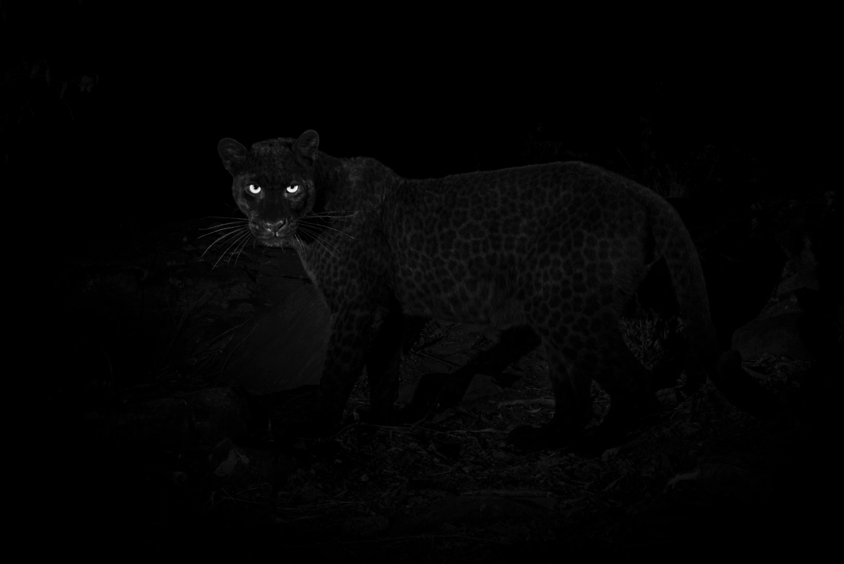 Keenias jäi kaamera ette haruldane loom – must panter