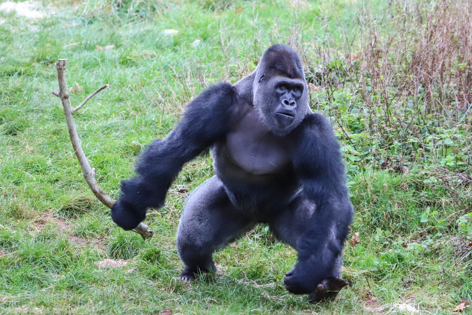 Miks jäi ära suur poksimatš 350 kg kaaluva gorilla ja Mike Tysoni vahel?