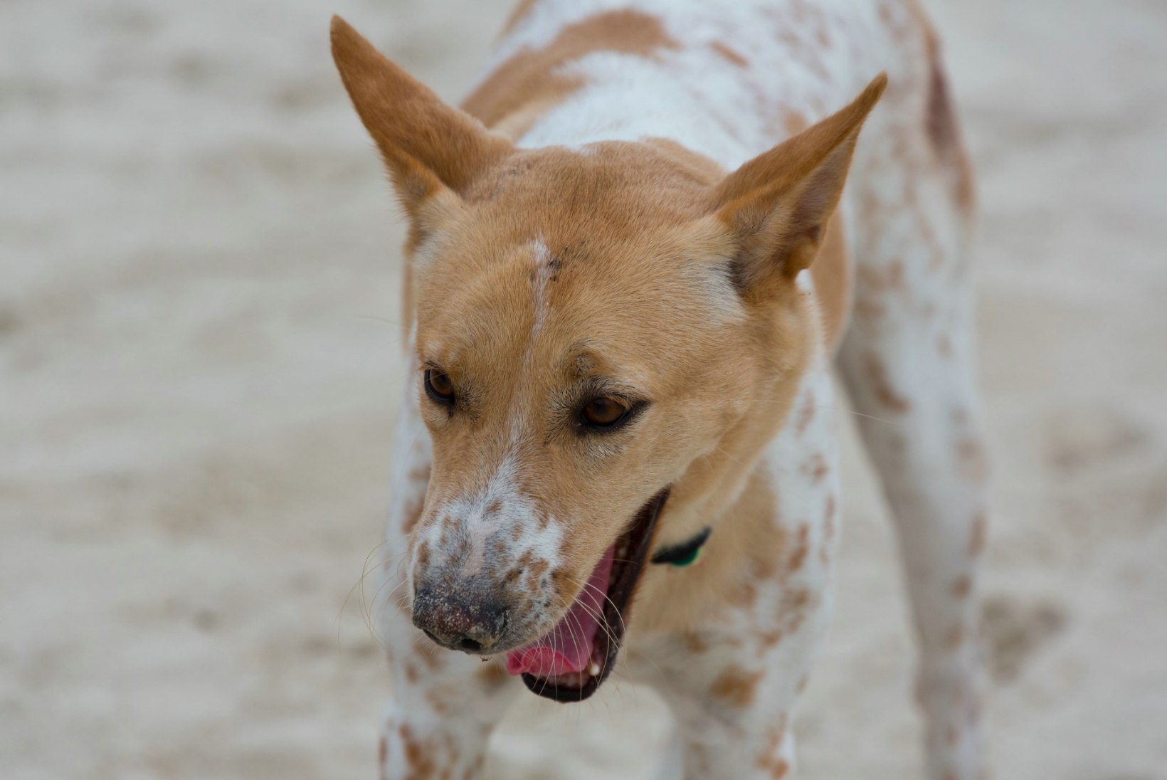 RASKE ÕNNETUS TUNTUD KUURORDIS: hulkuvad koerad ründasid viieaastast poissi