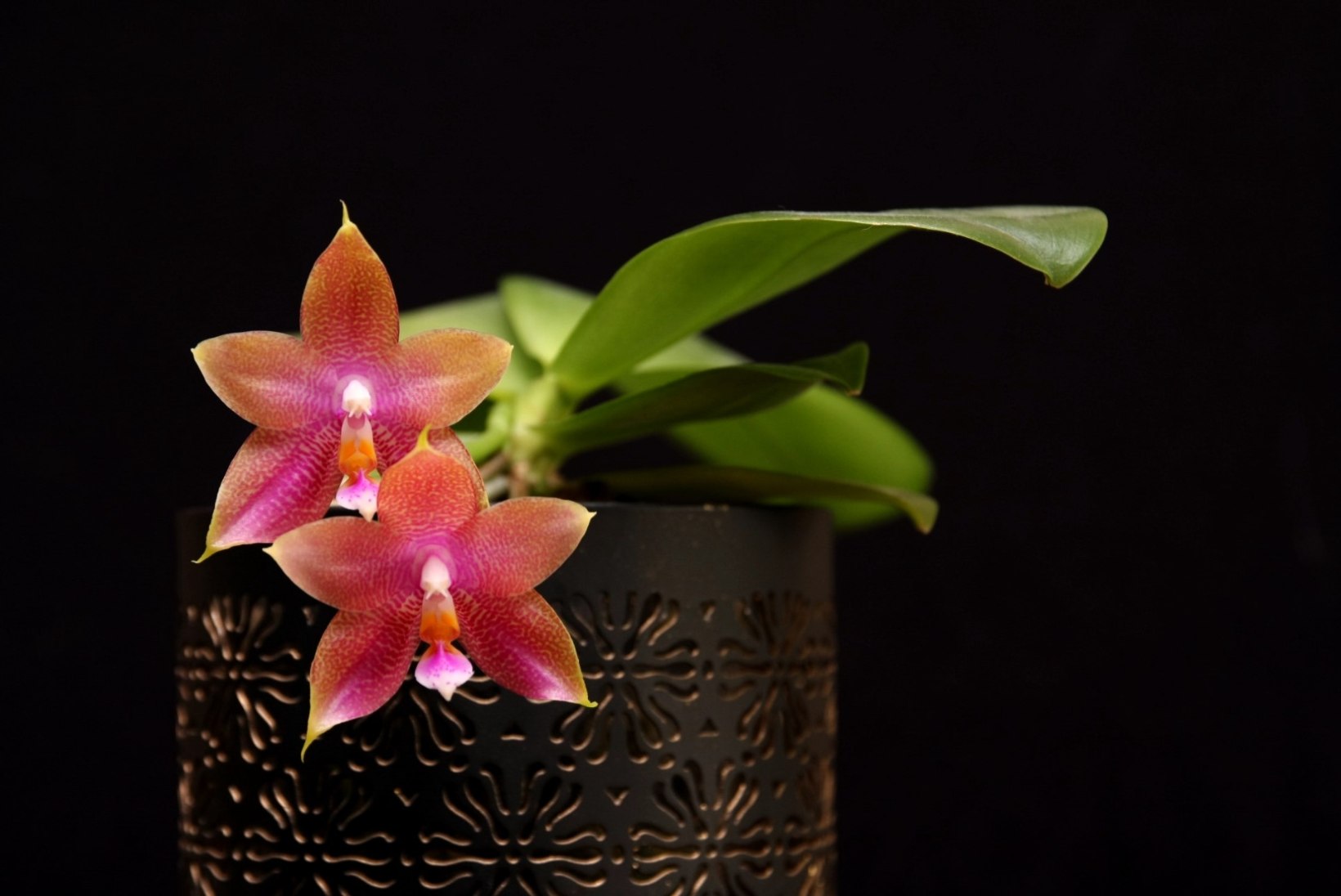 Kogenud orhideekasvataja jagab saladusi: kuidas kooselu kuukingadega sujuvaks muuta?