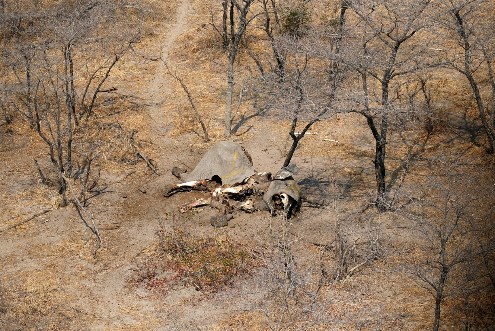 SALAKÜTTIDE JULMAD TEOD: teadlane leidis Botswanas enam kui 100 tapetud elevanti, valitsust see ei kõiguta