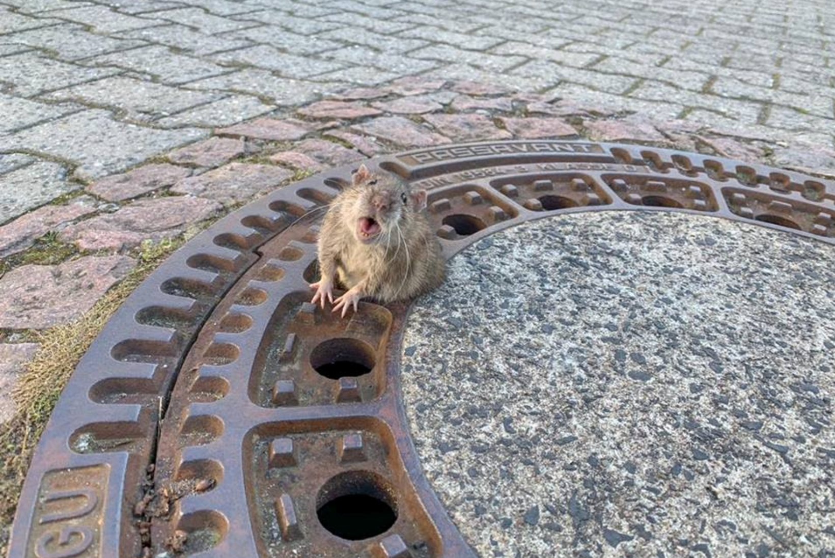 LIIGNE TALVERASV: hiiglaslik rott vajas kanalisatsioonist pääsemiseks tuletõrjujate abi