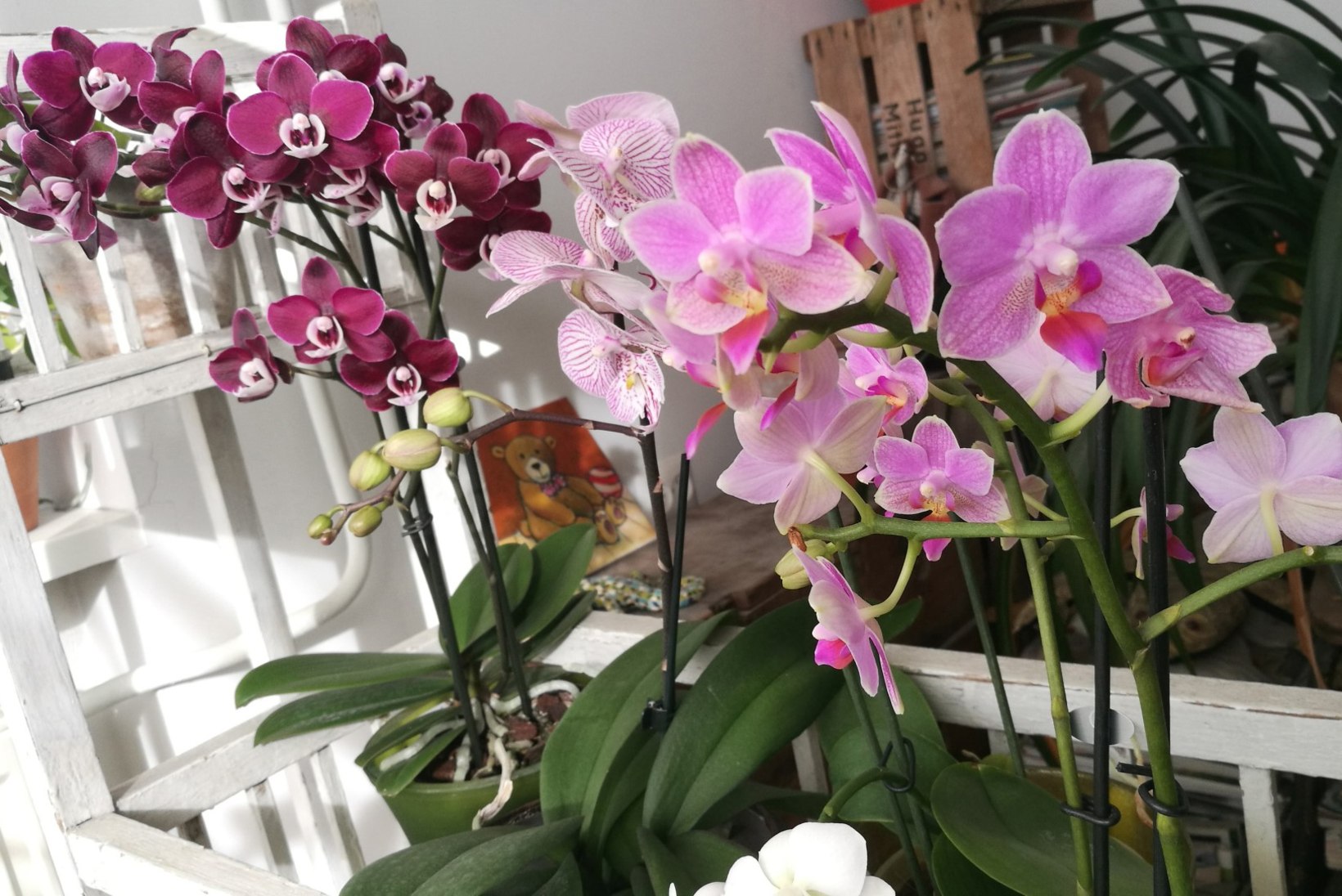 FOTOD | Taavi Teplenkov armus umbes 15 aastat tagasi orhideedesse: vaata, millised iludused näitleja kodu kaunistavad!