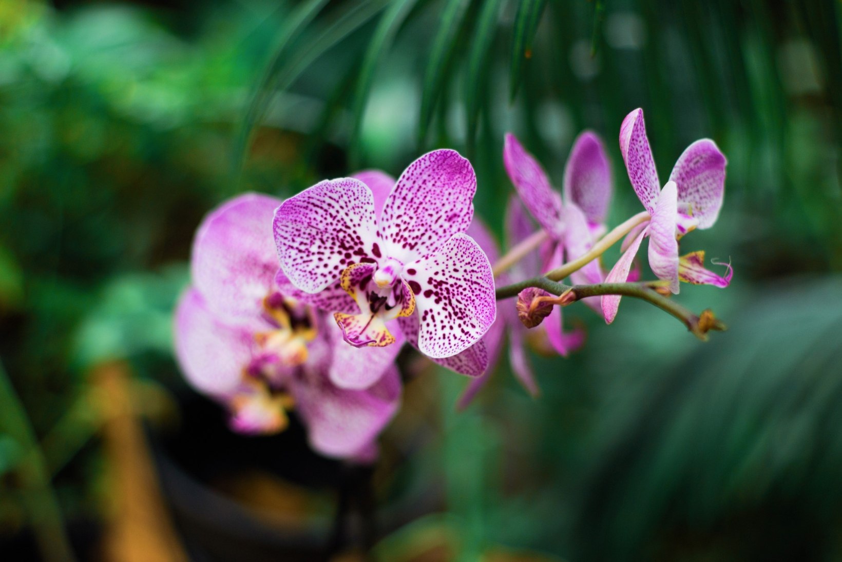 4 tähtsat tõde, kuidas orhidee eest hoolitseda