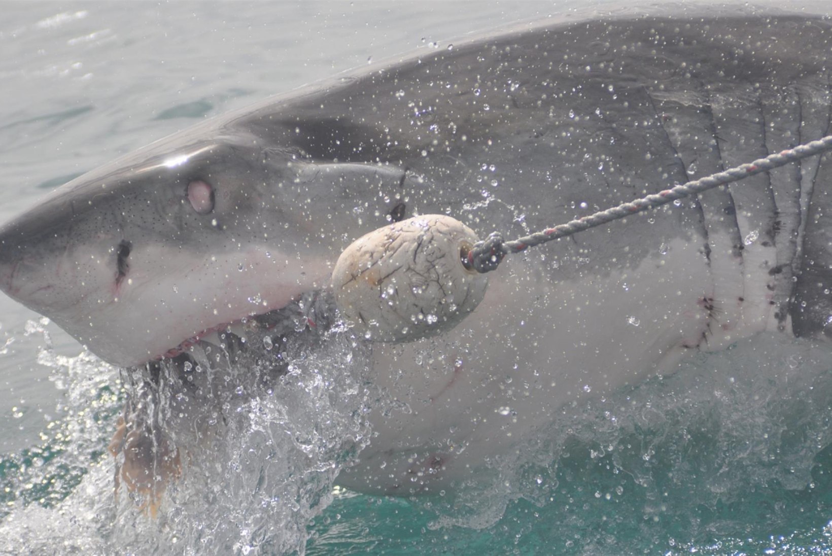 Kalamees püüdis hiigelhai – kuid sai vaid selle pea