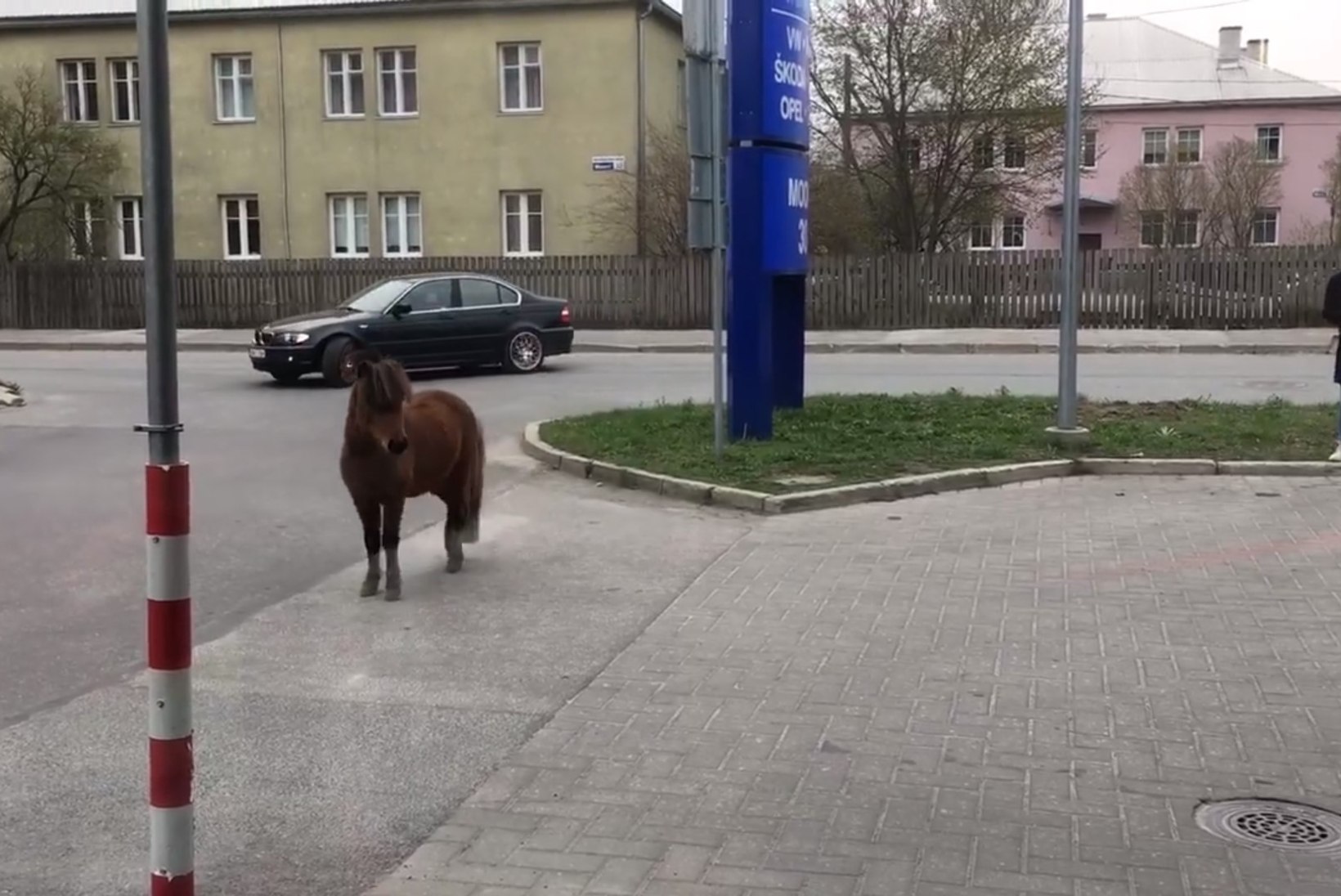 VIDEO | Tallinnas eksles aiast lahti pääsenud poni