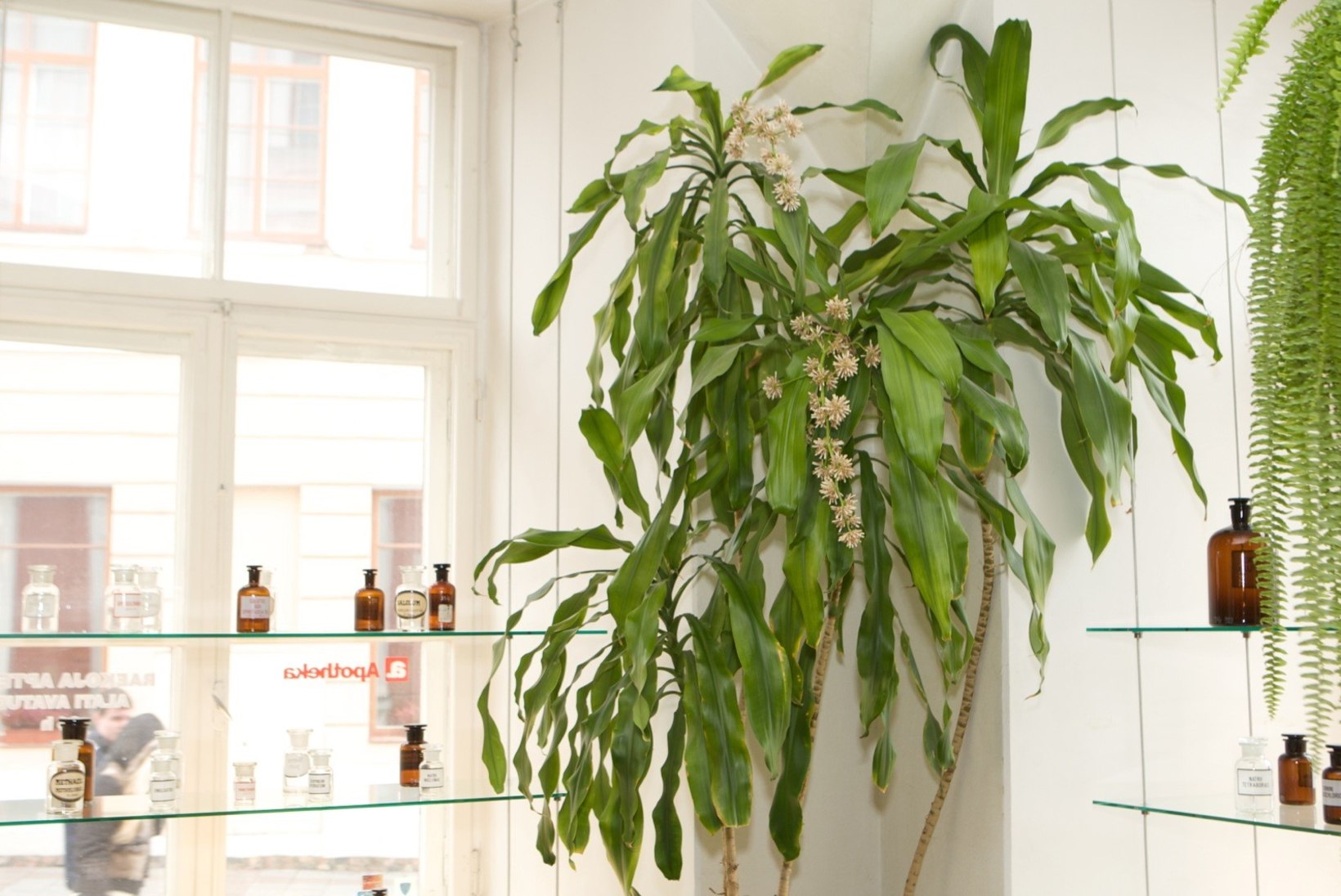Eksootiline toataim: mida vajavad kasvamiseks draakonipuu, tõlvpuu ja tääkliilia?