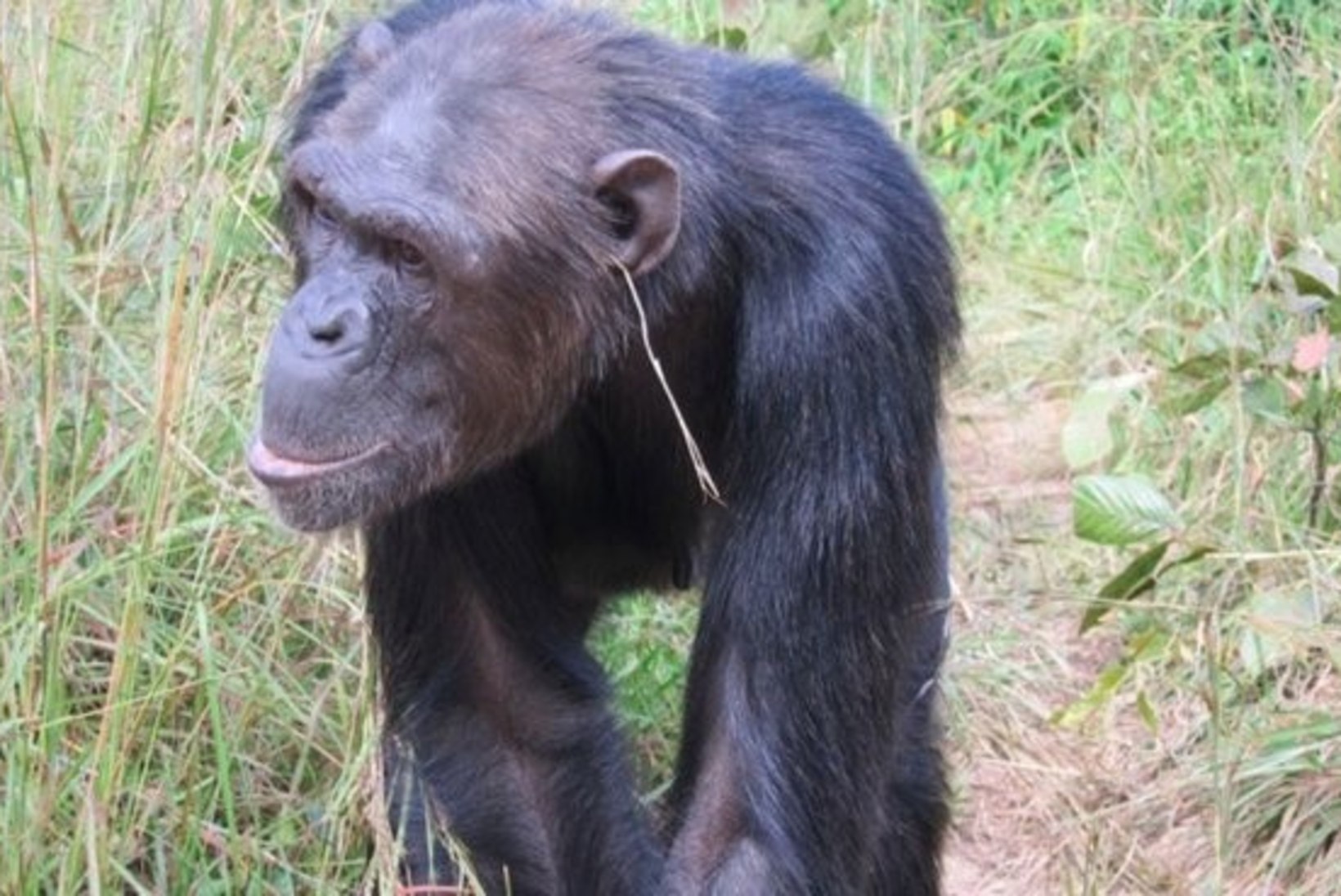 PÄEVA KASUTU FAKT | Kõige moeteadlikumad šimpansid elavad Sambias