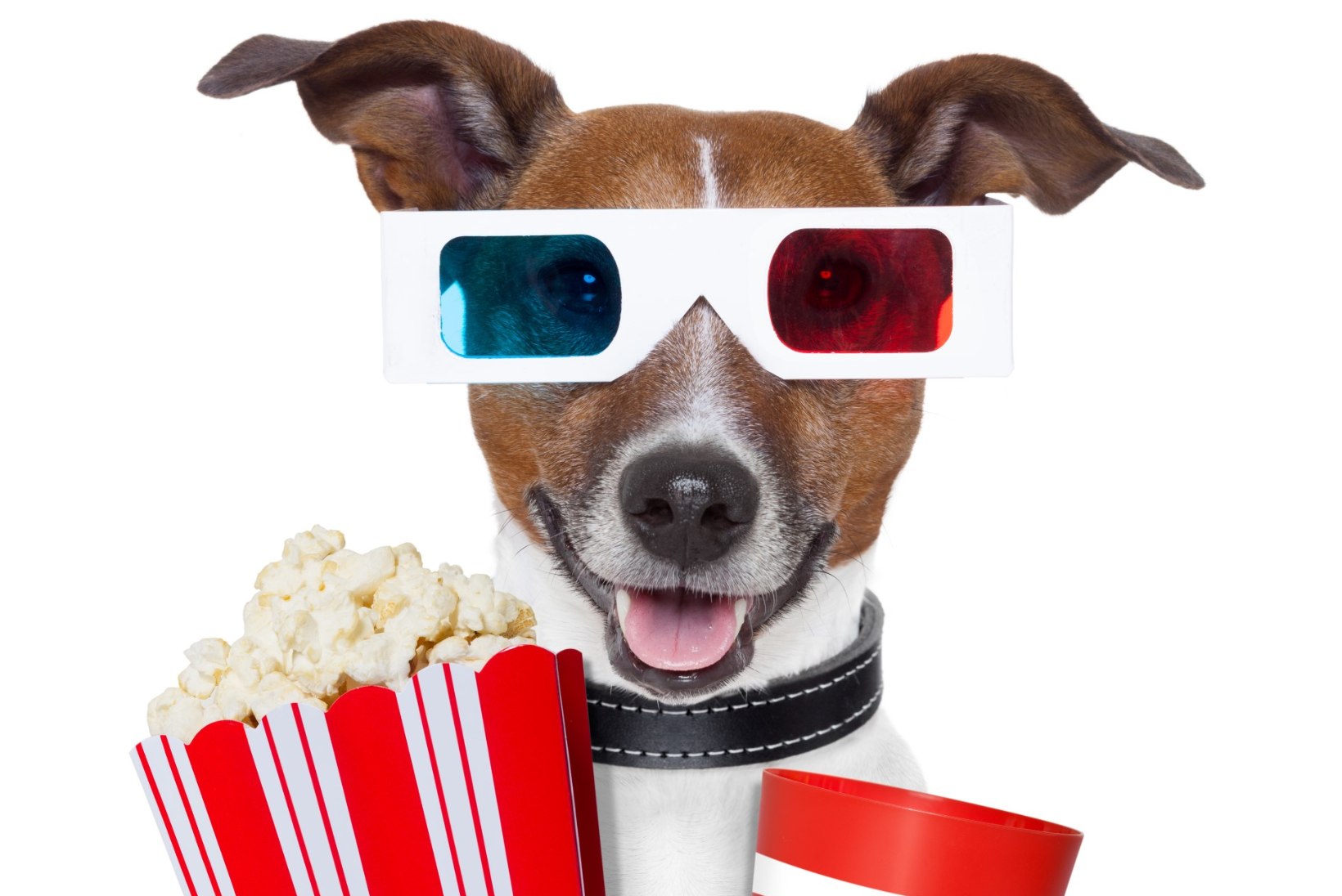 Koeraga kinno! Tallinnas alustab koerte kinoklubi
