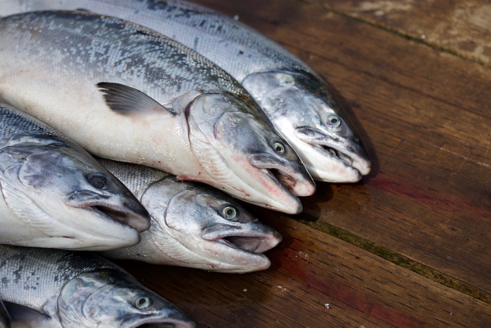 Norra lõhekasvandusi laastava vetikaõitsengu tõttu kerkis järsult kala hind