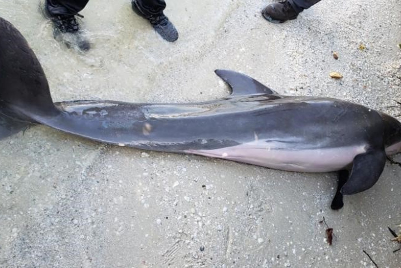 MASENDAV: surnud delfiini kõhust leiti dušivoolik
