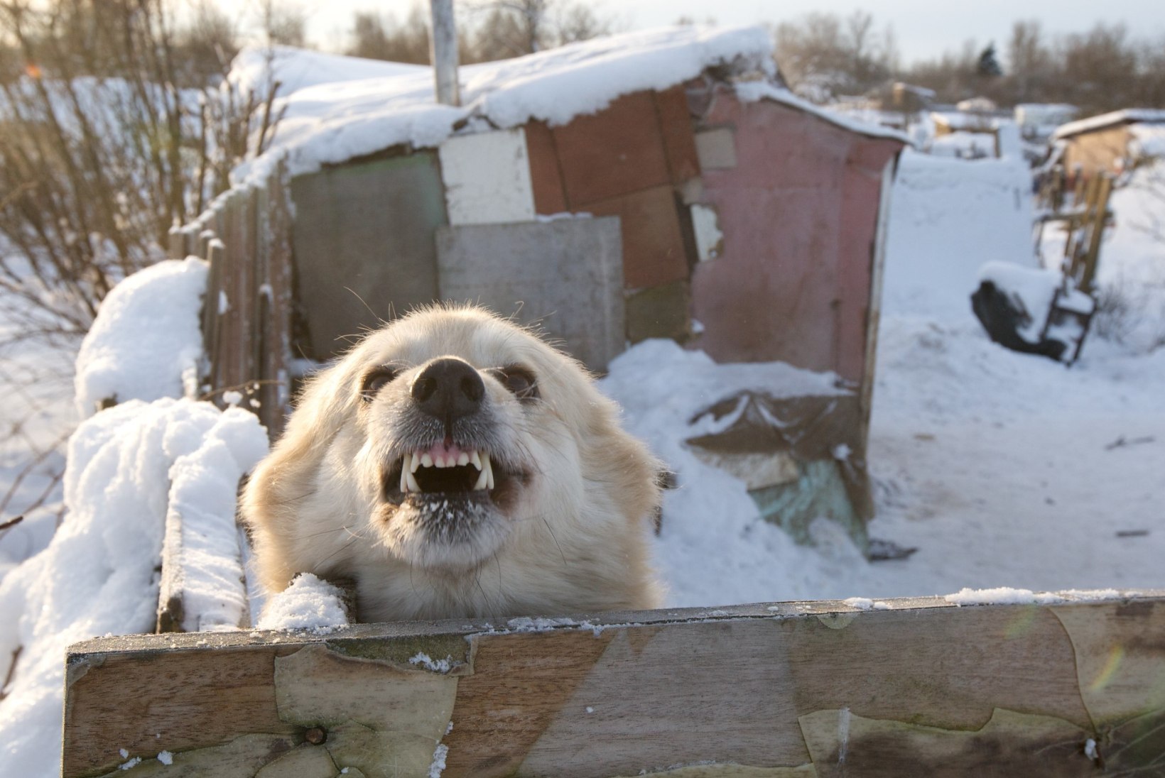 PÄEVA KASUTU FAKT | Saksa koerad hävitavad aastas üle 2000 kirjakandjate püksipaari