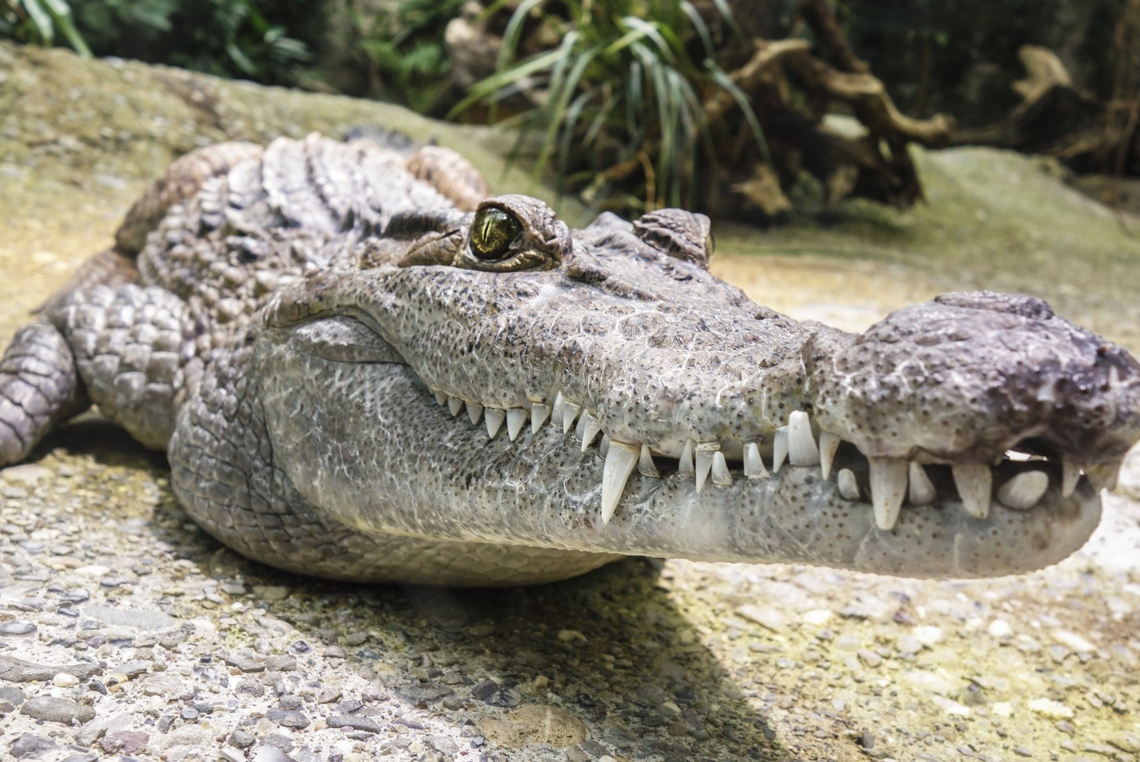 Krokodill tappis kalamehe, hammustades ära tema meheau