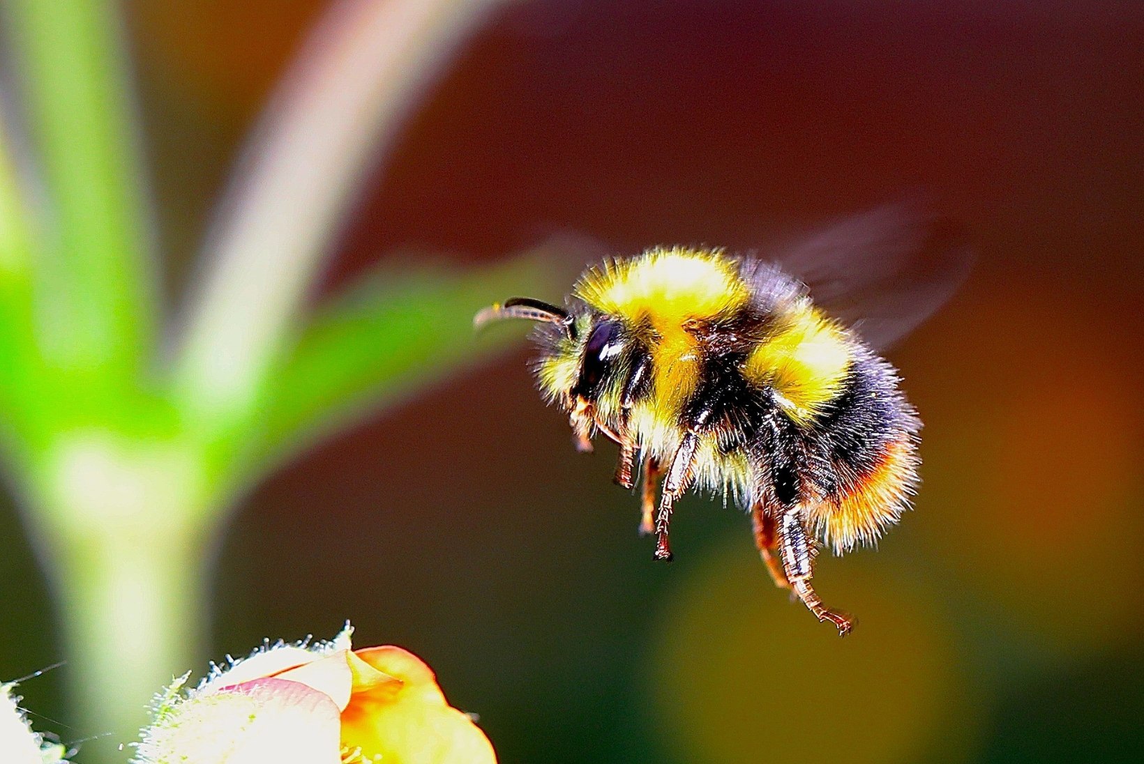 Kas oskad vahet teha: mesilane, herilane või kimalane?