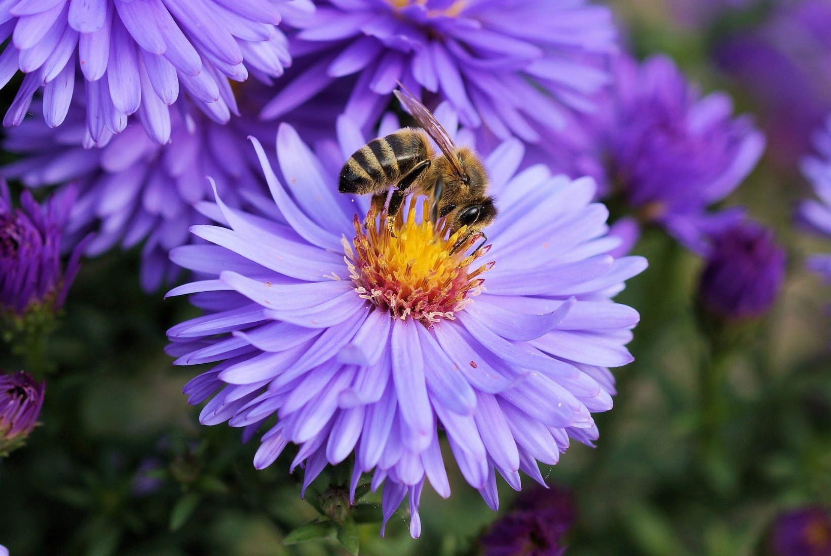 Kas oskad vahet teha: mesilane, herilane või kimalane?