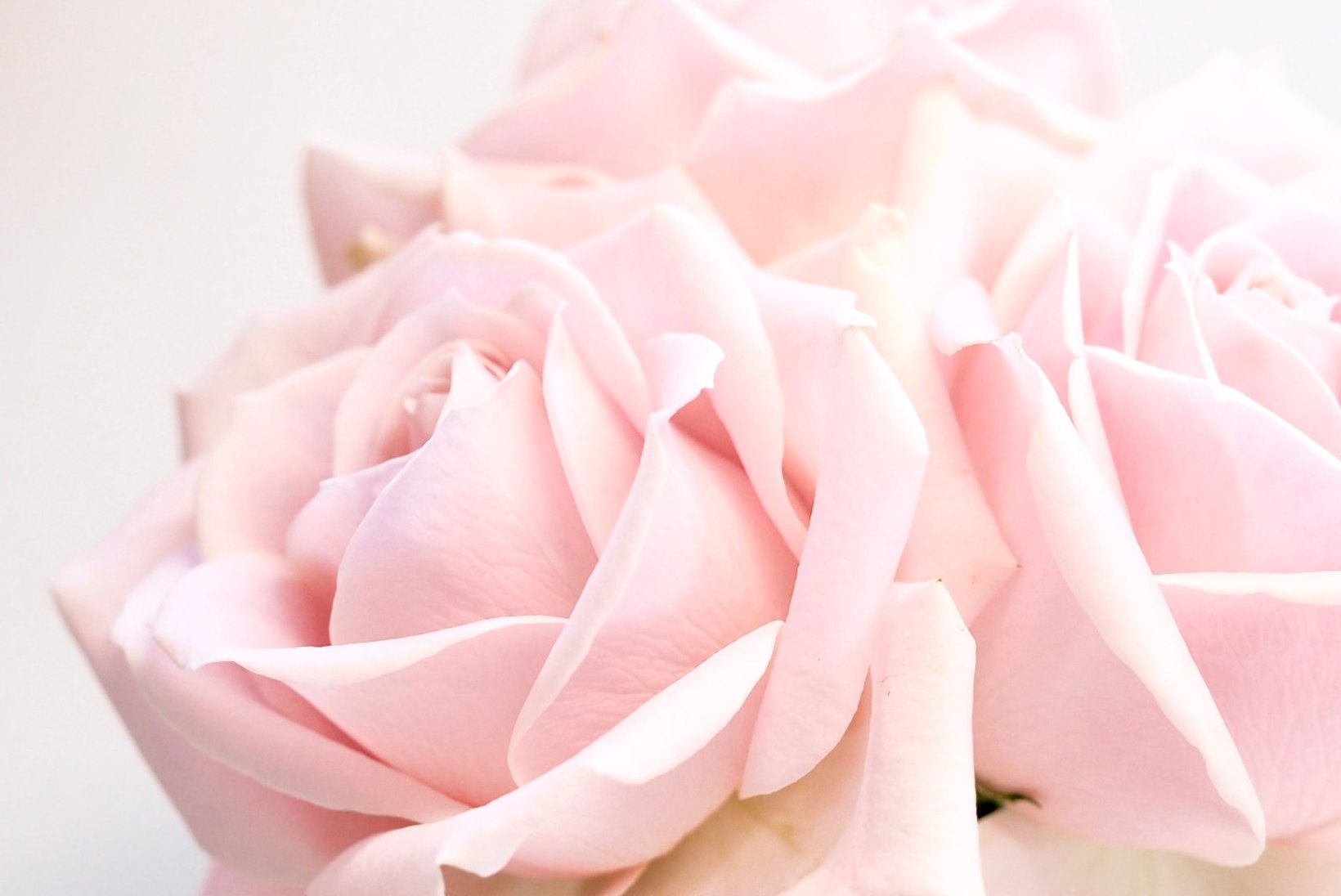 Lummavalt ilus ja äärmiselt tark lill: roos tõttab appi igale nahatüübile!