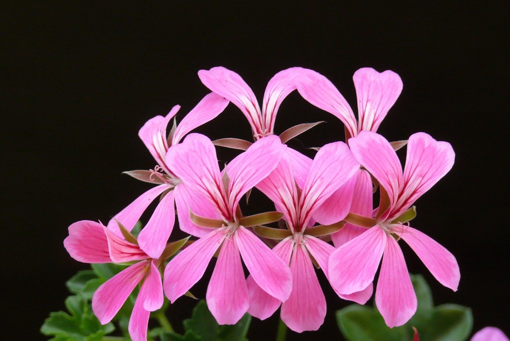 AED | Kaunis lilleampel, mis õitseb külmadeni, vajab just niisugust hoolt