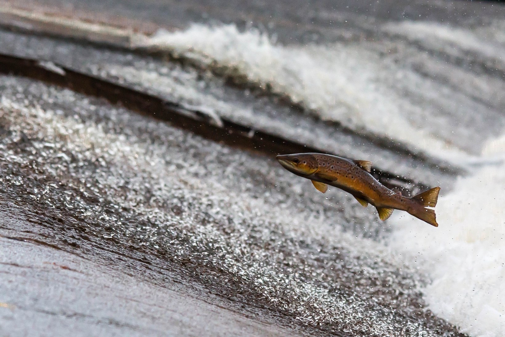 Väärt kalad pääsesid paisude tagant Pärnu jõkke