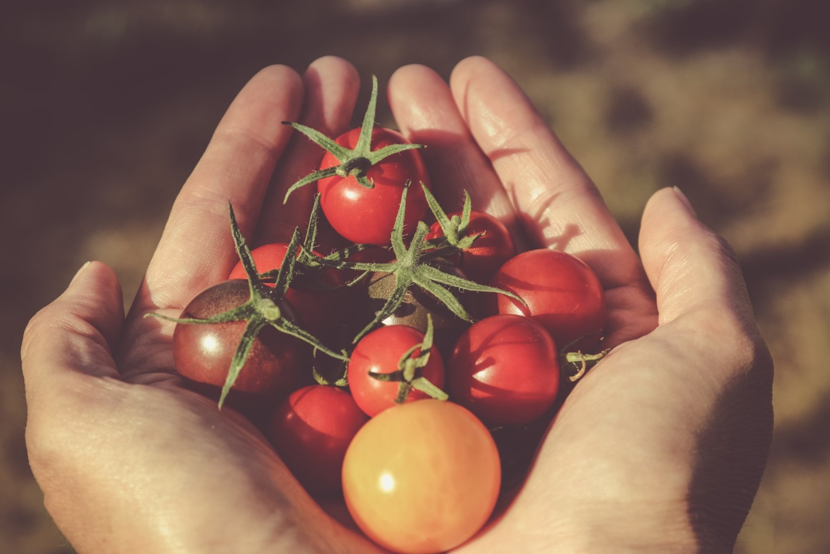 10 põhjust, miks küpsetest tomatitest isu täis süüa