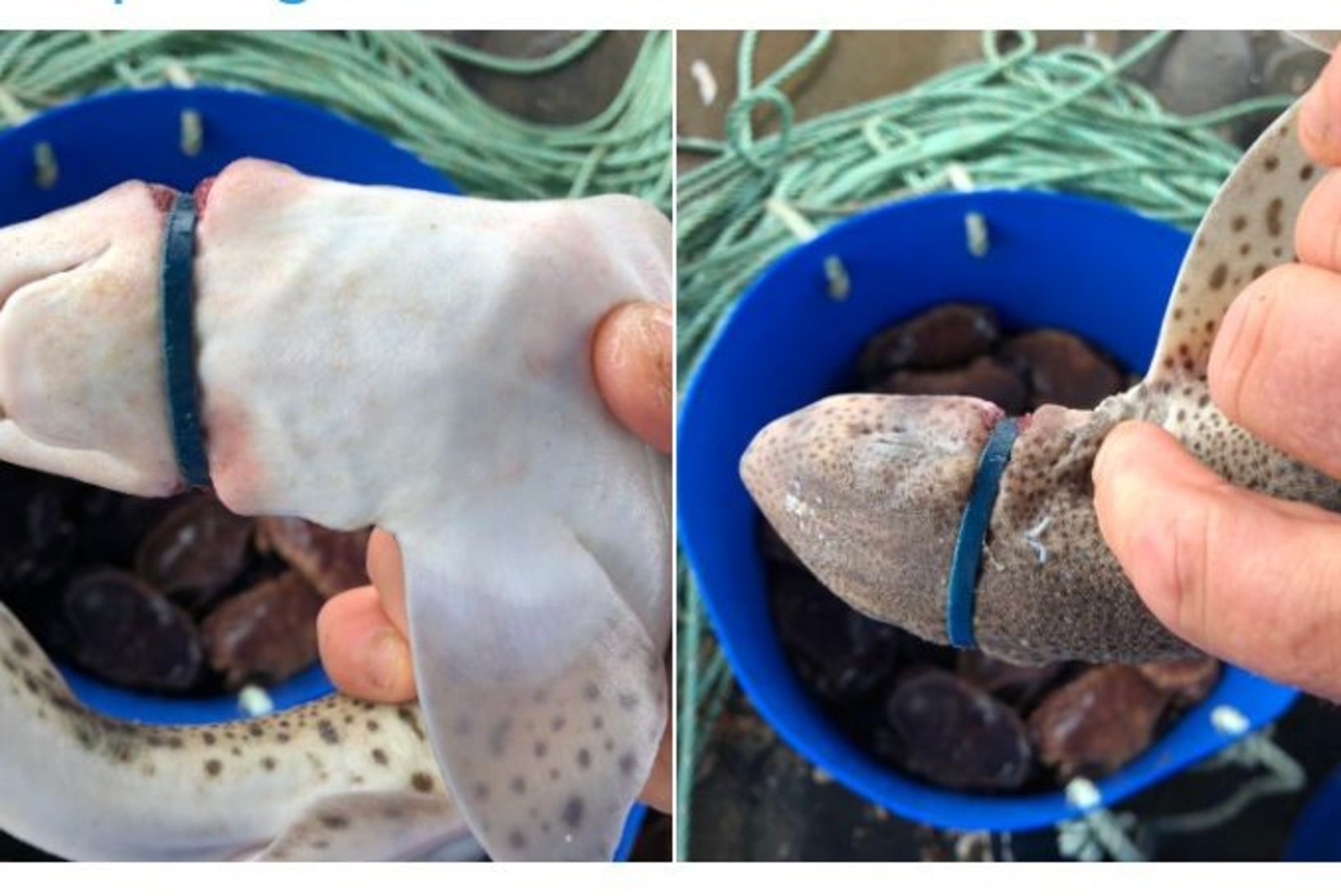 „Hea karma“: kalur vabastas plastikust kaelarõngaga kala