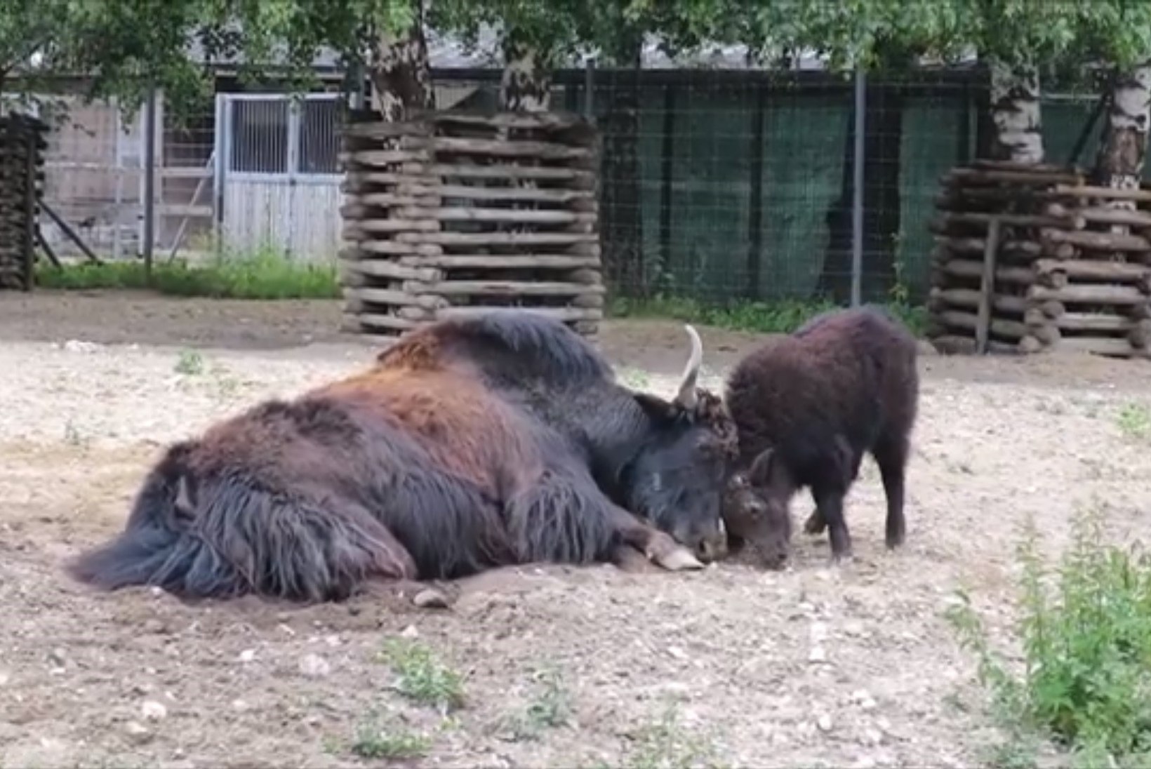 VIDEO | Vaata, kuidas äsja sündinud jakivasikas kepsutab Tallinna loomaaias!