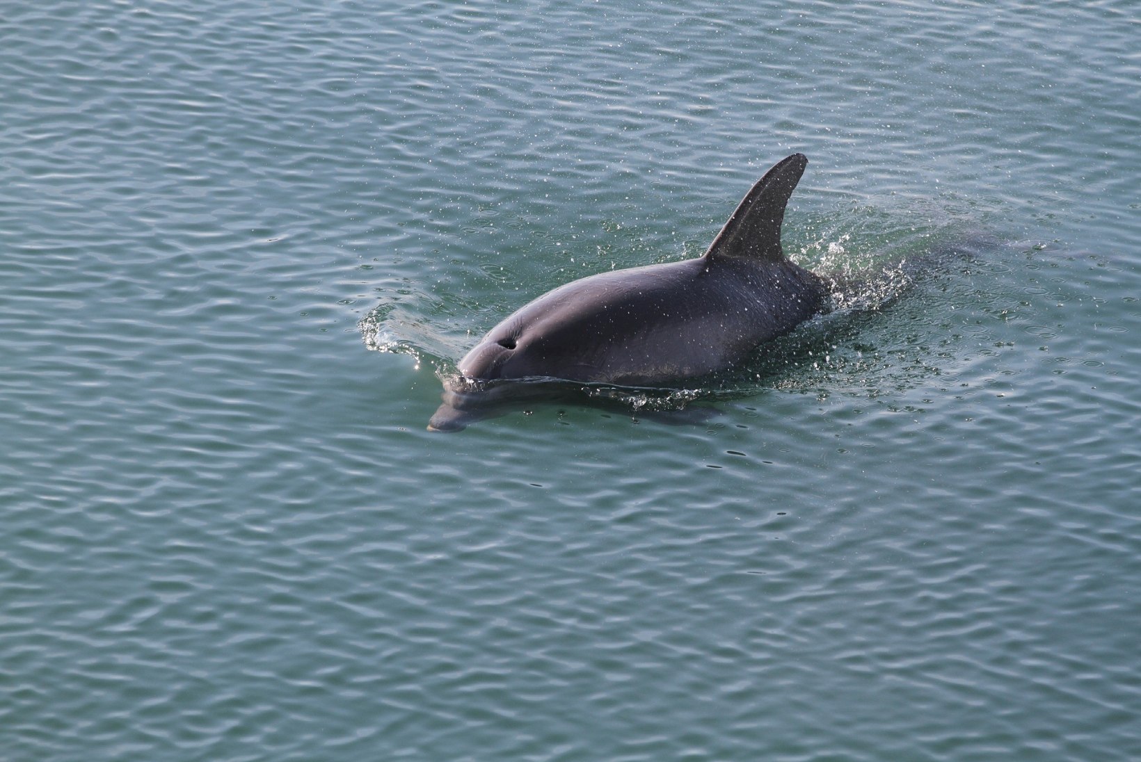 Puhkajaid šokeerinud delfiinilaip viitab kammelja salapüügile