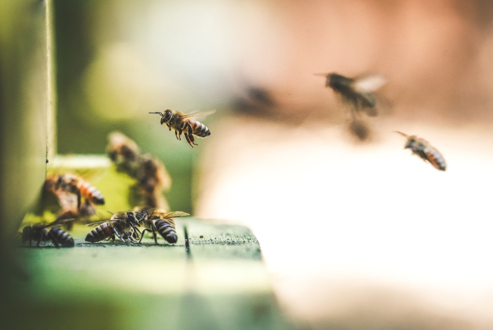 Mida teha, kui mesilane nõelab, sääsepunnid sügelevad või avastad nahalt puugi?