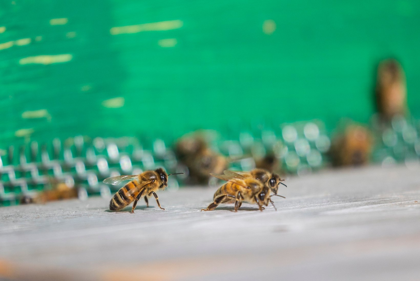 Mesinik Krista Kivisalu: mesilinde ei pea sugugi päriseks võtma – neid saab endale ka rentida!