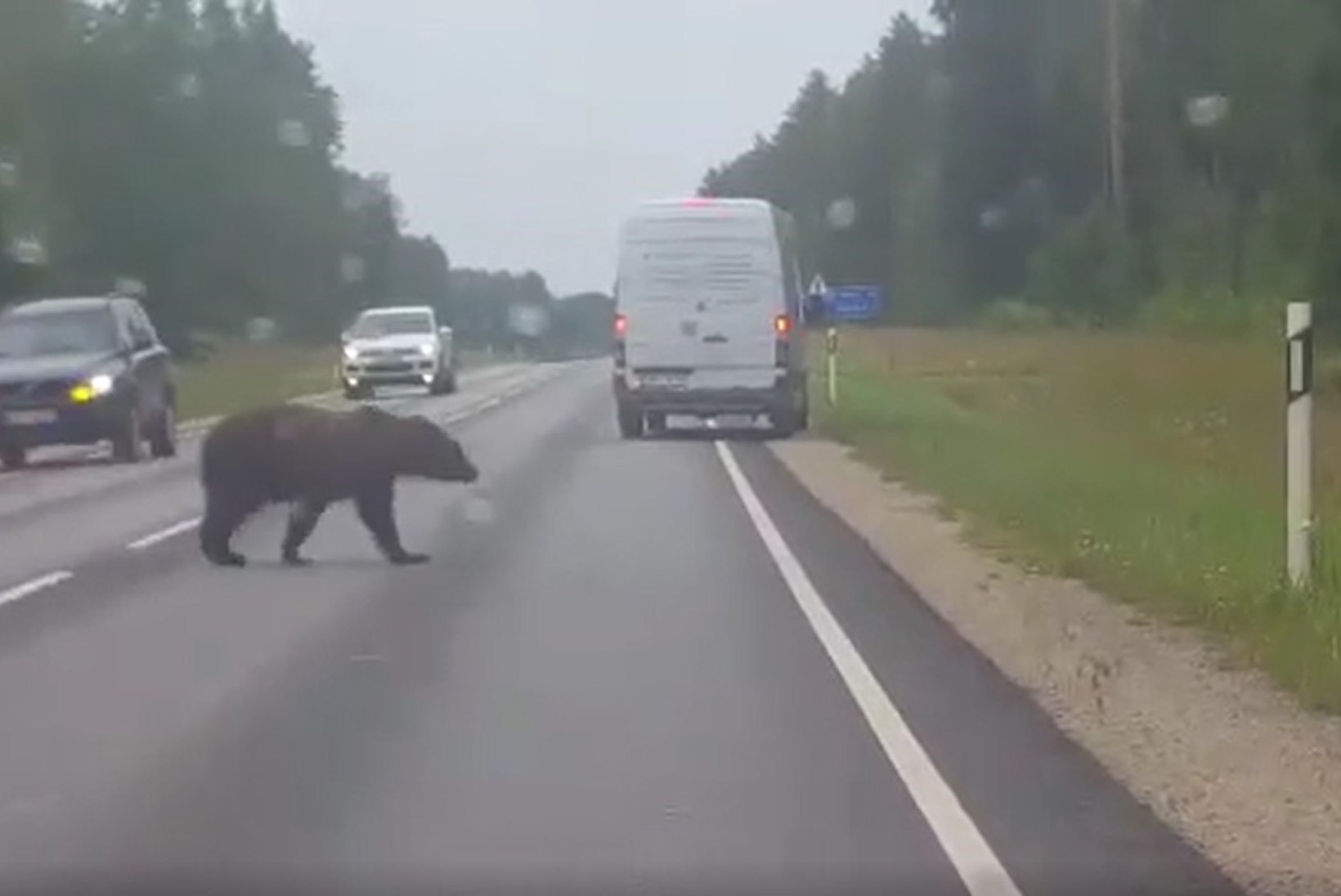 VIDEO | Karu peatas Valgamaal tee ületamiseks liikluse