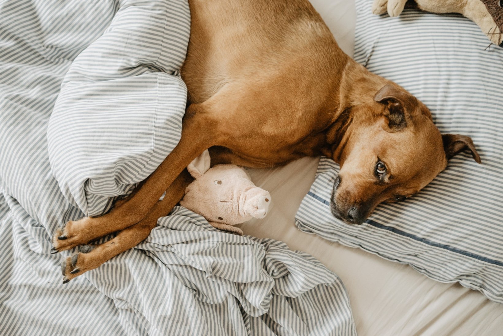 Ekspert selgitab: kas koer võib voodis magada?