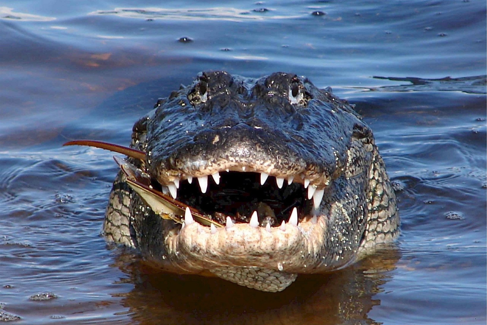 VIDEO | SEE LÄKS NAPILT: alligaator napsas saagi otse kalamehe käest