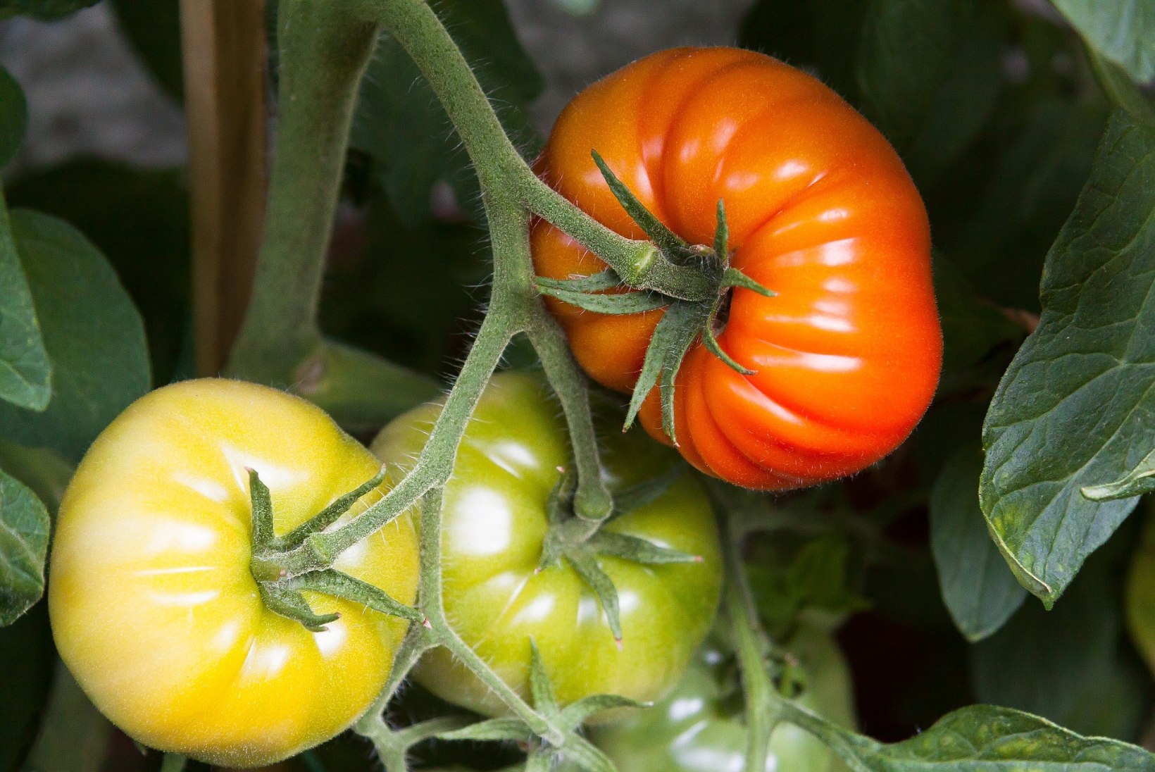 Kärbi tomatitaimi õigesti – nii saad palju magusaid vilju